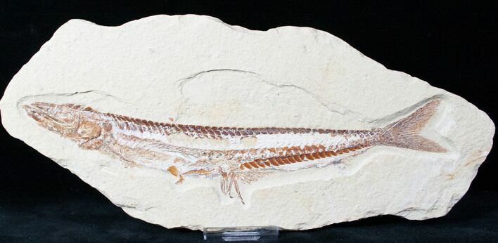 Viper Fish (Prionolepis) Fossil - Lebanon #12669